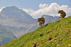 Planinskih pašnikov je vedno manj