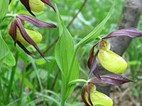 Avstrija mora bolje varovati Alpe