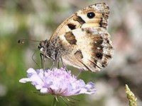 Čas je za skalnega puščavarja in močerada