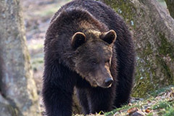 Populacija medveda v Alpah se povečuje