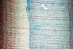 Podnebne spremembe: zgodnja pomlad, pozna jesen