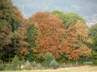 Škoda v gozdovih kot posledica suše: nevarnost podlubnikov