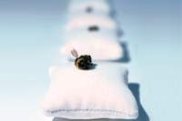 Čebela – majhna, a izredno pomembna