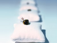 Čebela – majhna, a izredno pomembna