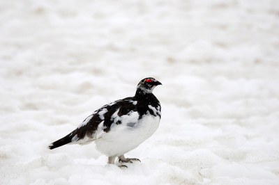 Izguba habitatov in spremenjene selitvene poti