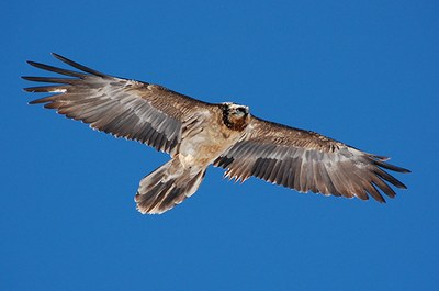 Mladiči v Franciji in Avstriji