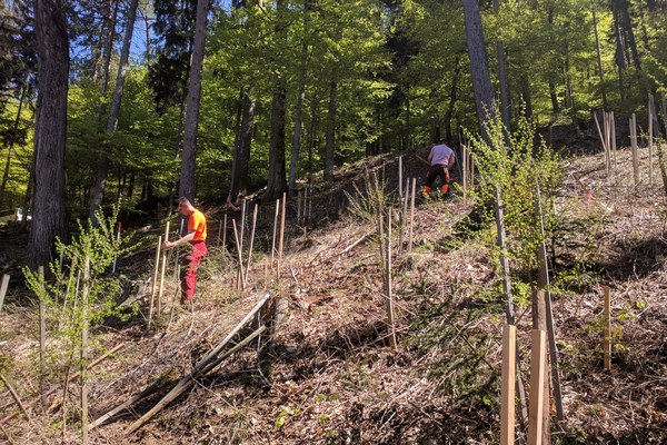 Napoved: Tečaj nege gozda s poudarjeno socialno funkcijo