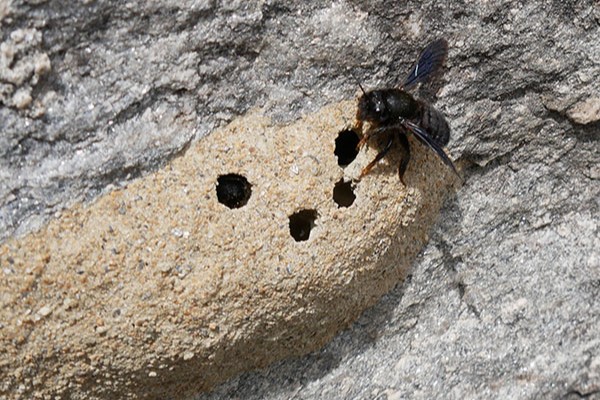 Opraševalski raji za čebele
