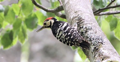 Pomen naravi prepuščenih gozdov za gozdne specialiste