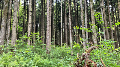 Posvet: Vloga gozdnih ekosistemov v luči podnebnih sprememb