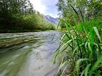 Za renaturacijo Rena teče naslednji krog