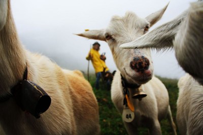 Zaščita drobnice in volka? Da, a kako?