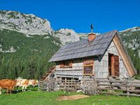 Informativni dan v praksi - dan s pastirico